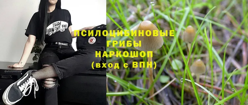 Галлюциногенные грибы Psilocybine cubensis  Каменка 